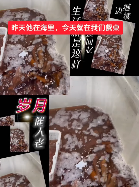 品尝最新鲜的海参,每周都在加工当中!