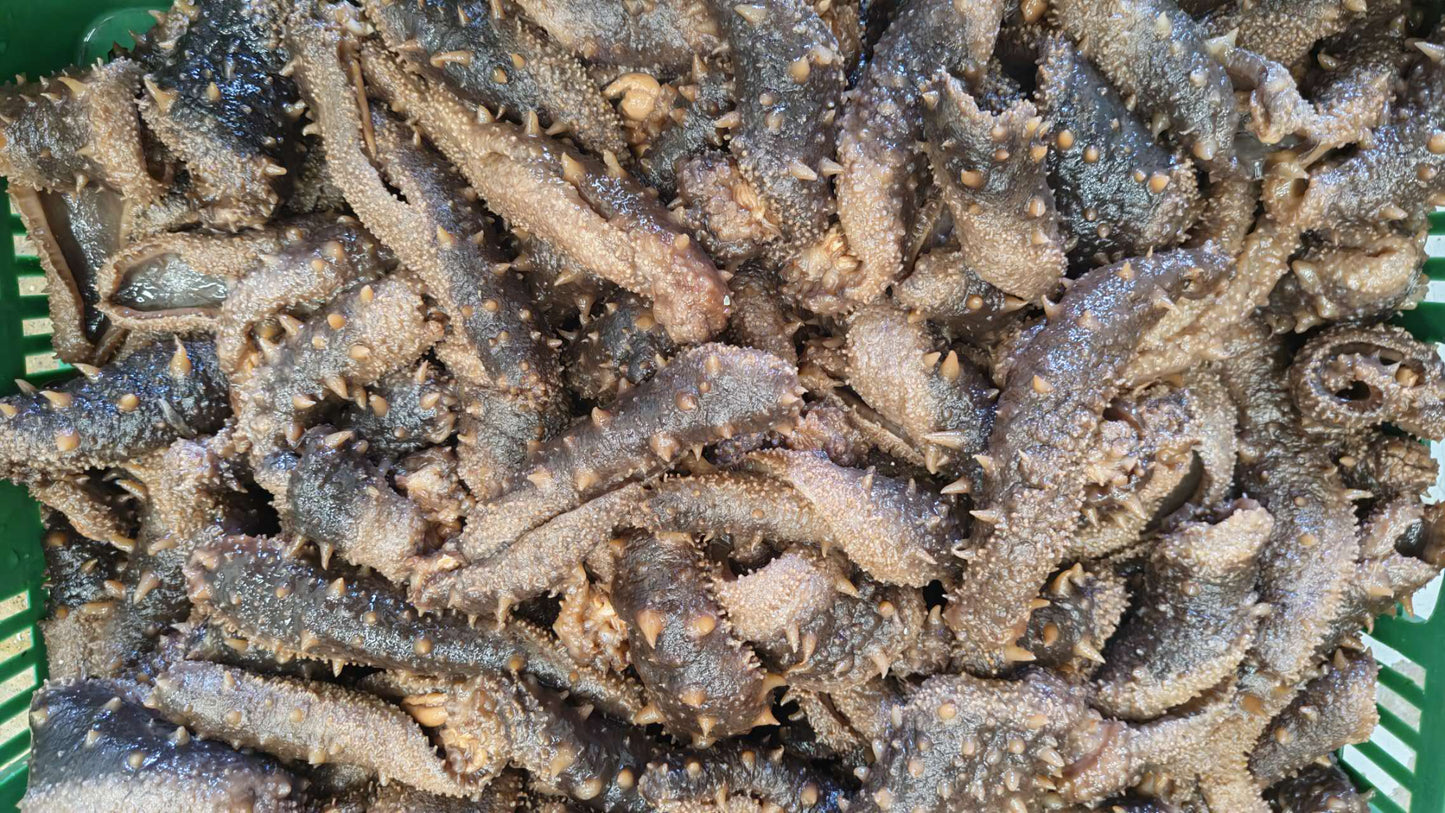 加拿大即食冷冻海参皮;温哥华批发价格每磅$29.99加元。每箱40磅(每磅4-6条)