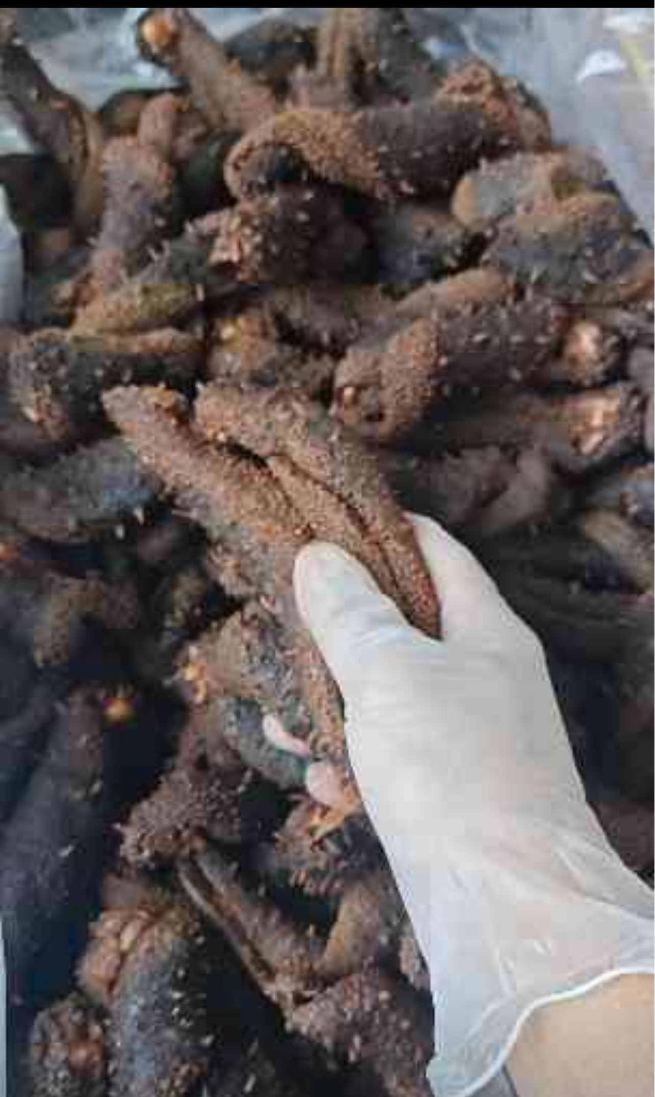 【中国/加拿大配送】加拿大盐渍海参皮