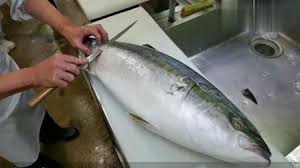 琥珀鱼（鱼中之王，号称鱼中法拉利）（每磅＄时价）下周即将登陆温哥华！