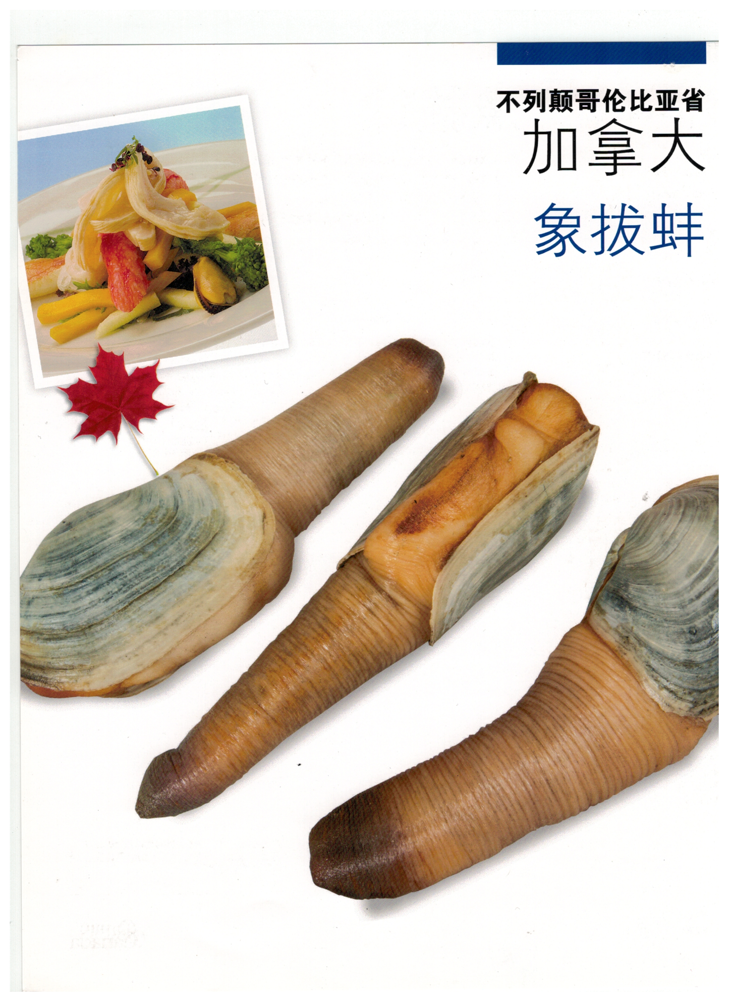 鲜活象拔蚌Goeduck;每条(2.5/4.5磅)价格; 时价加元/磅。接受预订每周六配送。 - 加拿大海神