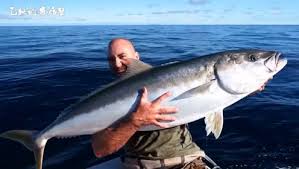 琥珀鱼（鱼中之王，号称鱼中法拉利）（每磅＄时价）下周即将登陆温哥华！