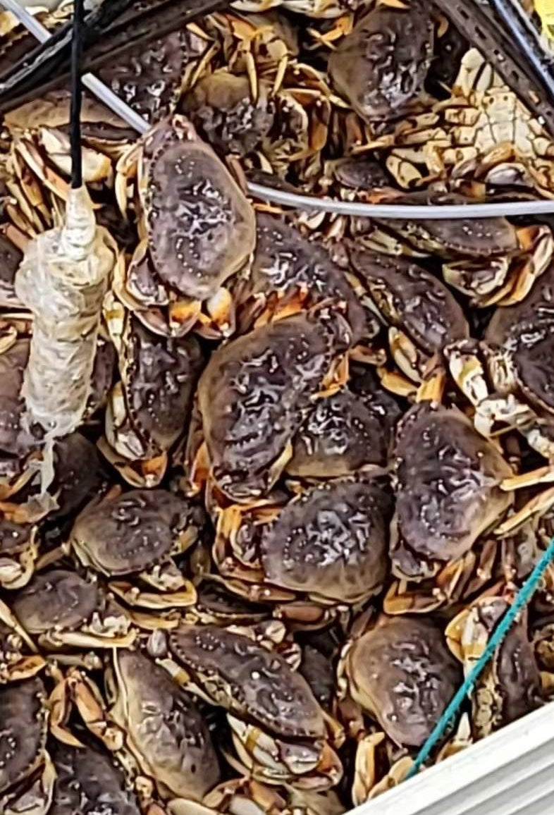 鲜活珍宝蟹 Dungeness Crab;每只(2.5磅) $;时价加元(接受预订每周六配送) - 加拿大海神