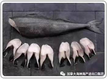 阿拉斯加黑鳕鱼Alaskan Black Cod Steak.(每箱包装三条去头去肚12斤左右)。 - 加拿大海神