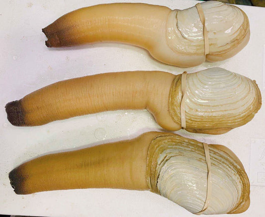 鲜活象拔蚌Goeduck;每条(2.5/4.5磅)价格; 时价加元/磅。接受预订每周六配送。 - 加拿大海神