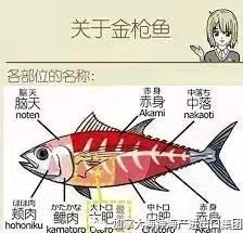 蓝鳍金枪鱼(时价)目前没有开季 - 加拿大海神