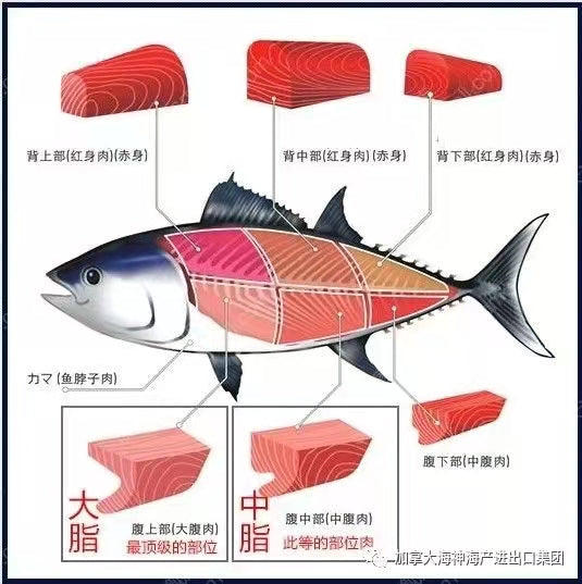 蓝鳍金枪鱼(时价)目前没有开季 - 加拿大海神