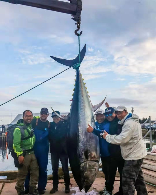 蓝鳍金枪鱼(时价)目前没有开季 - 加拿大海神