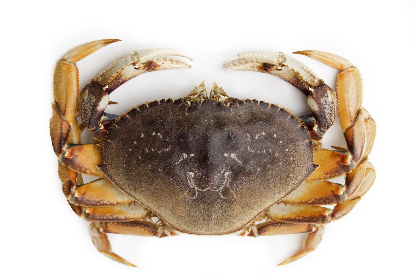 鲜活珍宝蟹 Dungeness Crab；每只（2.5磅） $；时价加元（接受预订每周六配送） - 加拿大海神