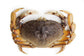 鲜活珍宝蟹 Dungeness Crab；每只（2.5磅） $；时价加元（接受预订每周六配送） - 加拿大海神