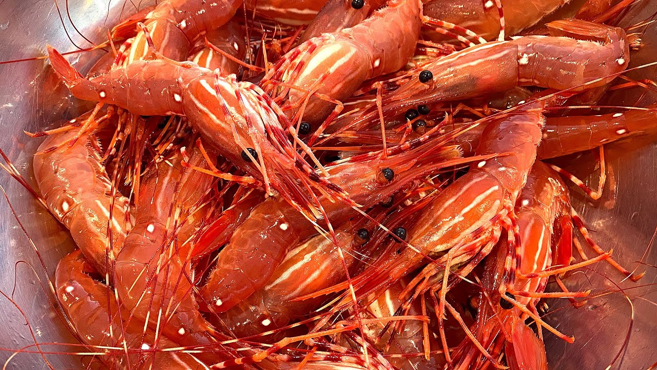 鲜活牡丹虾(特大);每磅$29.99 ; 每盒(3磅)。开始陆续配送 - 加拿大海神