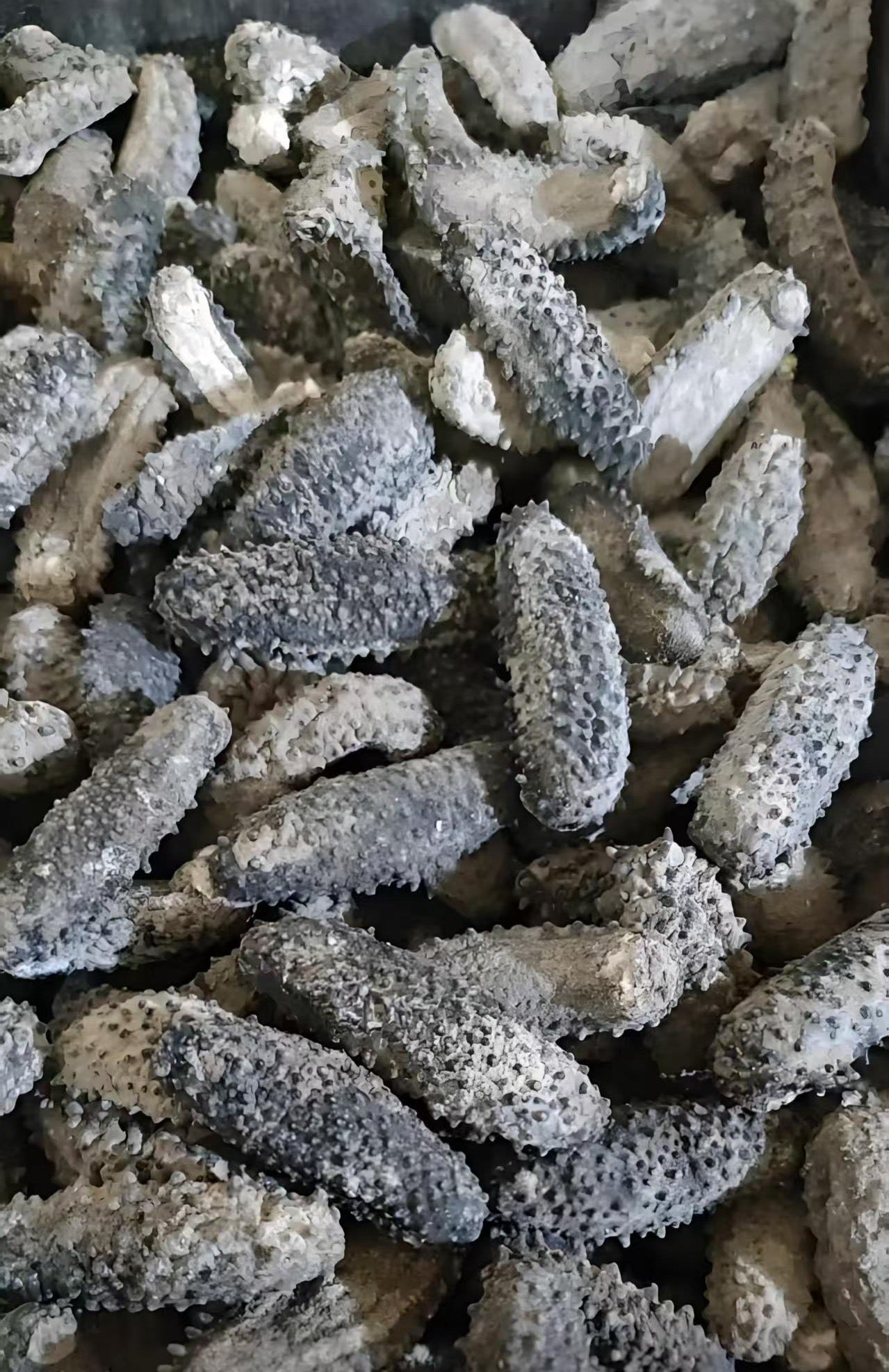 厄瓜多尔龟岛海参温哥华派送