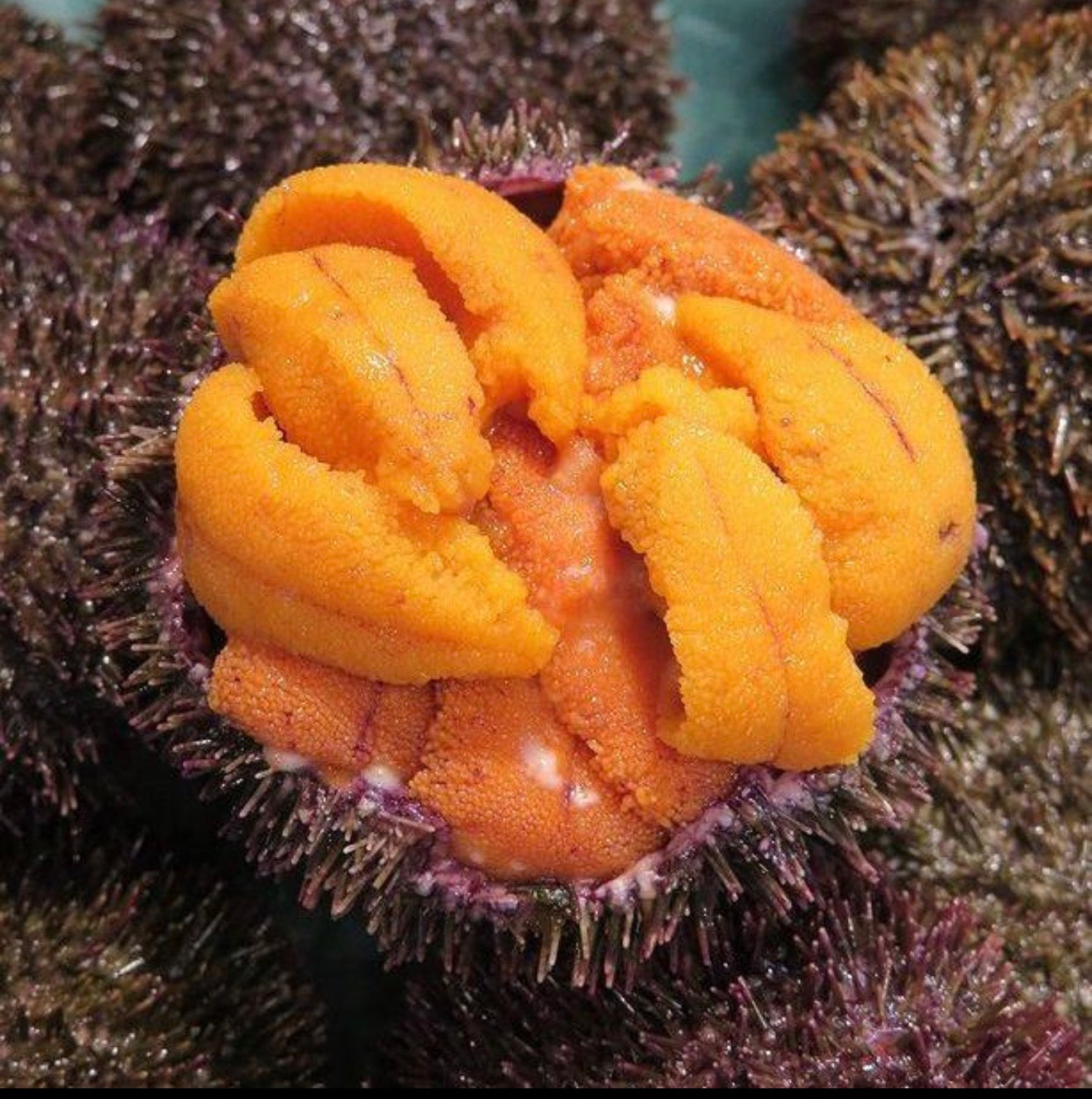 新鲜日本马粪海胆（Bafun Uni）【2盒下单起】每周二，五到货，需要的可以预定。