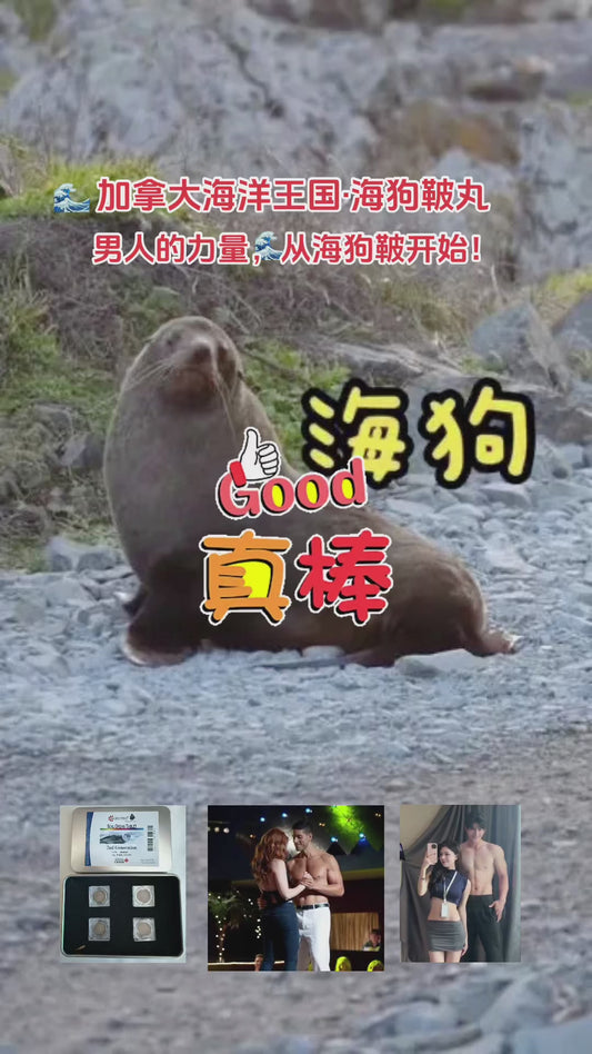 加拿大海洋王国·海狗鞁丸 🌊