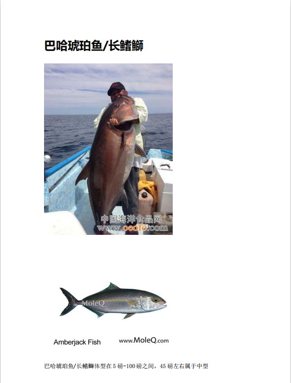 琥珀鱼（鱼中之王，号称鱼中法拉利）（每磅＄时价）下周即将登陆温哥华！ - 加拿大海神
