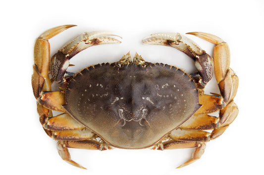 鲜活珍宝蟹 Dungeness Crab；每只（2.5磅） $；时价加元（接受预订每周六配送）