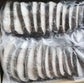 阿拉斯加黑鳕鱼Alaskan Black Cod Steak.（每箱包装三条去头去肚12斤左右）。 - 加拿大海神